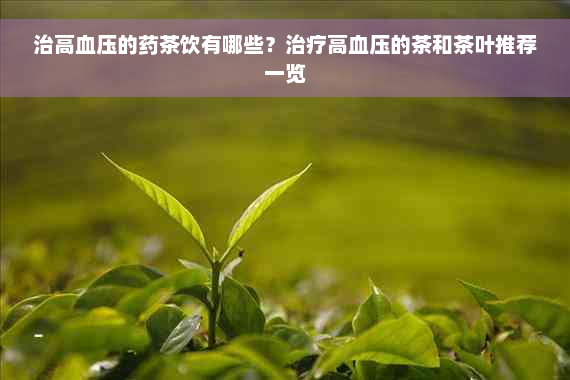 治高血压的药茶饮有哪些？治疗高血压的茶和茶叶推荐一览