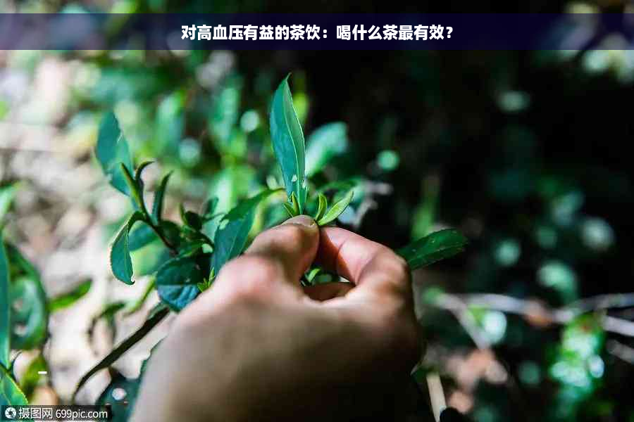 对高血压有益的茶饮：喝什么茶最有效？