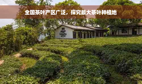 全国茶叶产区广泛，探究更大茶叶种植地