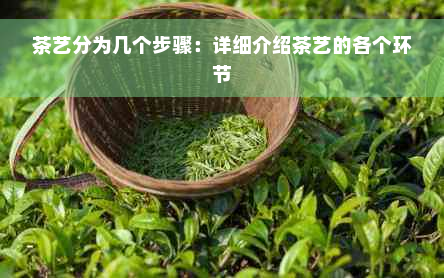 茶艺分为几个步骤：详细介绍茶艺的各个环节