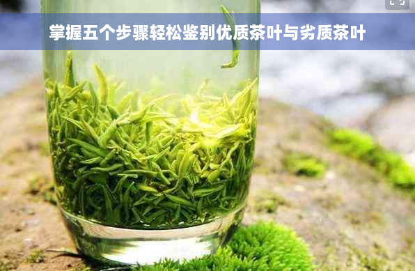 掌握五个步骤轻松鉴别优质茶叶与劣质茶叶