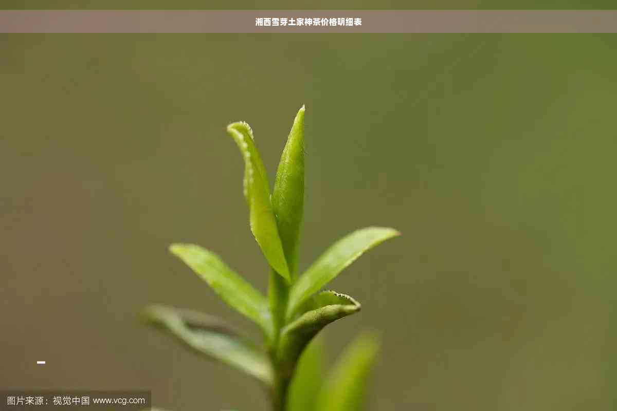 湘西雪芽土家神茶价格明细表