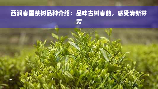 西涧春雪茶树品种介绍：品味古树春韵，感受清新芬芳