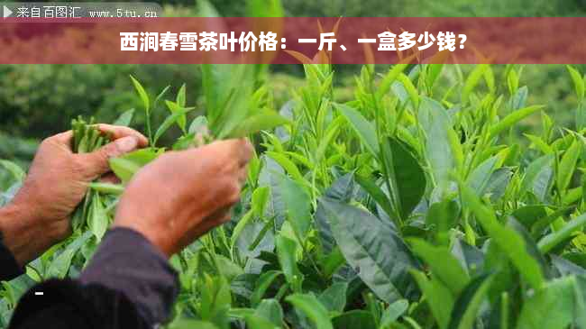 西涧春雪茶叶价格：一斤、一盒多少钱？