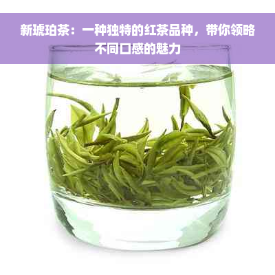 新琥珀茶：一种独特的红茶品种，带你领略不同口感的魅力