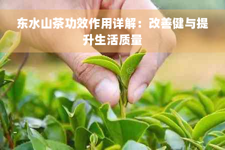 东水山茶功效作用详解：改善健与提升生活质量