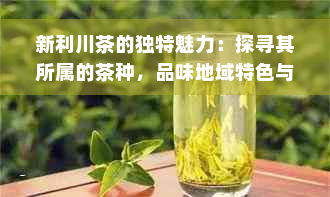 新利川茶的独特魅力：探寻其所属的茶种，品味地域特色与文化底蕴