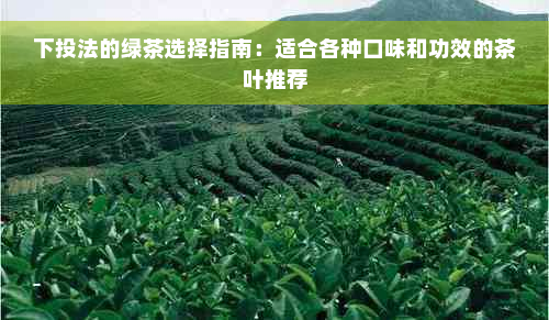 下投法的绿茶选择指南：适合各种口味和功效的茶叶推荐