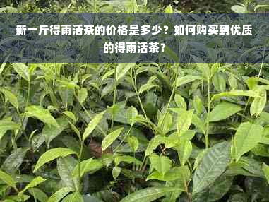 新一斤得雨活茶的价格是多少？如何购买到优质的得雨活茶？