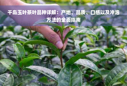 千岛玉叶茶叶品种详解：产地、品质、口感以及冲泡方法的全面指南