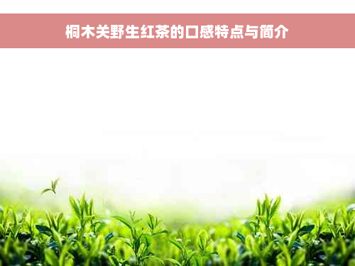 桐木关野生红茶的口感特点与简介