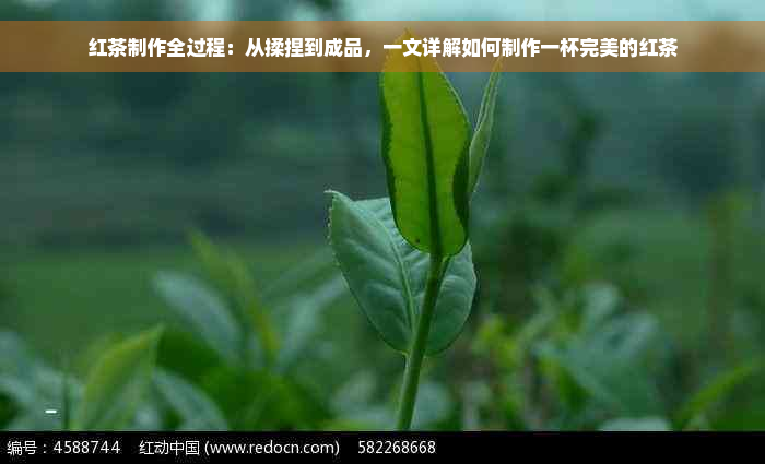 红茶制作全过程：从揉捏到成品，一文详解如何制作一杯完美的红茶