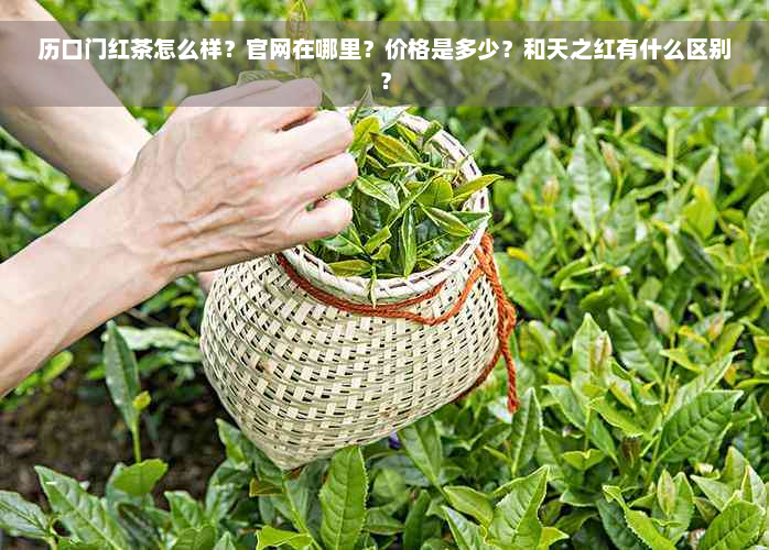 历口门红茶怎么样？官网在哪里？价格是多少？和天之红有什么区别？