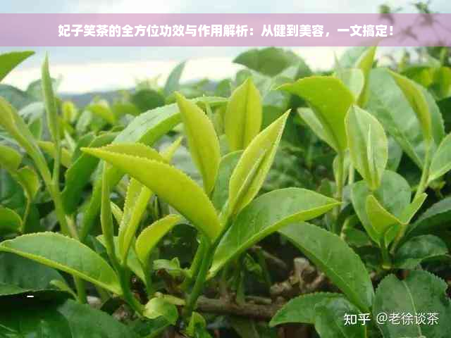 妃子笑茶的全方位功效与作用解析：从健到美容，一文搞定！