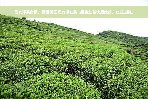 鹿九溪茶官网：品质保证 鹿九溪红茶与野生红茶优质优价，欢迎选购。