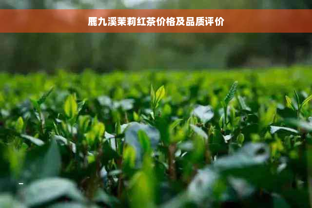 鹿九溪茉莉红茶价格及品质评价