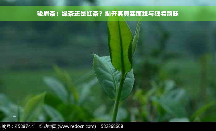 骏眉茶：绿茶还是红茶？揭开其真实面貌与独特韵味