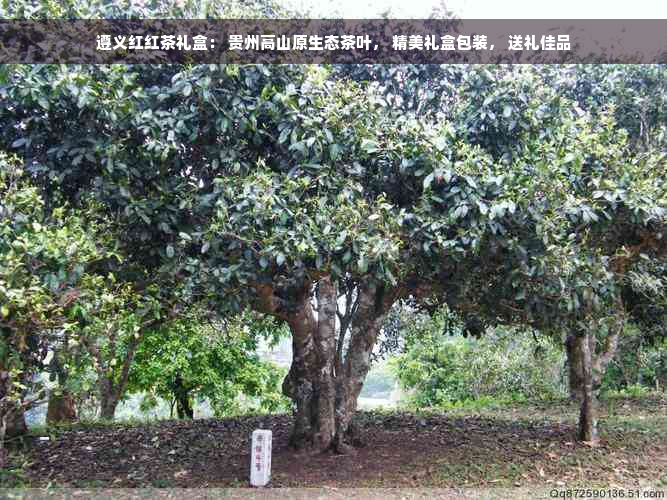 遵义红红茶礼盒： 贵州高山原生态茶叶， 精美礼盒包装， 送礼佳品