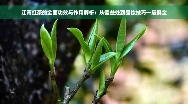 江南红茶的全面功效与作用解析：从健益处到品饮技巧一应俱全