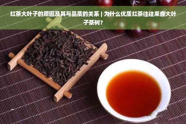 红茶大叶子的原因及其与品质的关系 | 为什么优质红茶往往来自大叶子茶树？