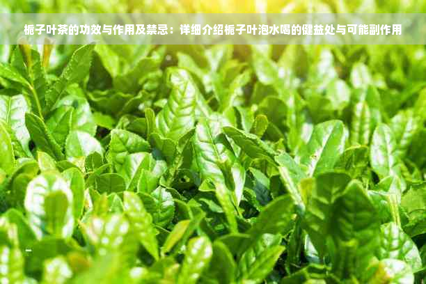 栀子叶茶的功效与作用及禁忌：详细介绍栀子叶泡水喝的健益处与可能副作用