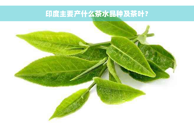 印度主要产什么茶水品种及茶叶？