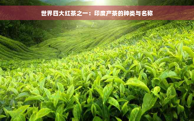 世界四大红茶之一：印度产茶的种类与名称