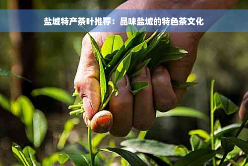 盐城特产茶叶推荐：品味盐城的特色茶文化