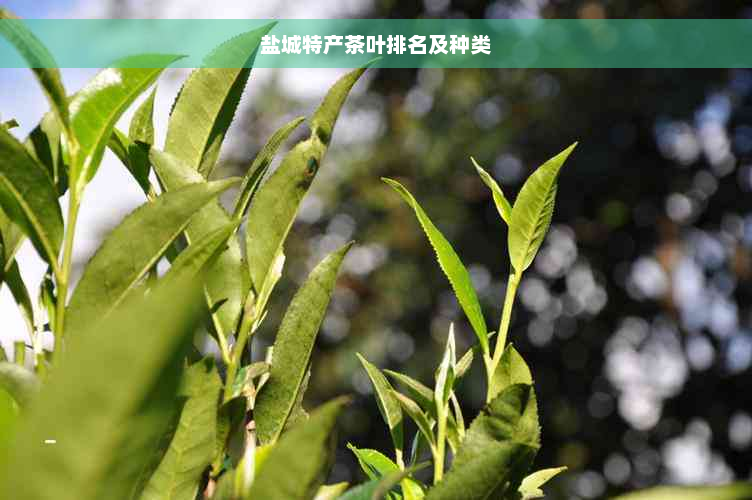 盐城特产茶叶排名及种类