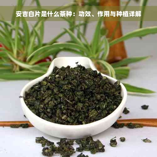 安吉白片是什么茶种：功效、作用与种植详解