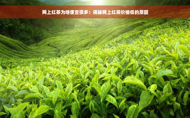 网上红茶为啥便宜很多：揭秘网上红茶价格低的原因