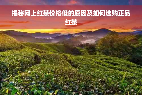 揭秘网上红茶价格低的原因及如何选购正品红茶