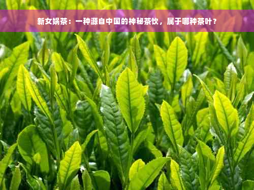 新女娲茶：一种源自中国的神秘茶饮，属于哪种茶叶？