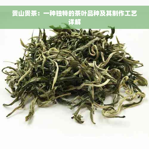 贵山贵茶：一种独特的茶叶品种及其制作工艺详解