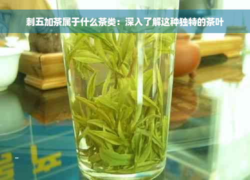 刺五加茶属于什么茶类：深入了解这种独特的茶叶