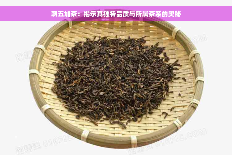 刺五加茶：揭示其独特品质与所属茶系的奥秘