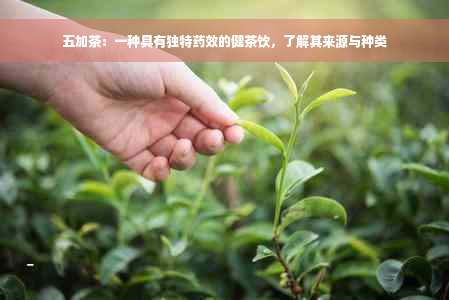 五加茶：一种具有独特药效的健茶饮，了解其来源与种类