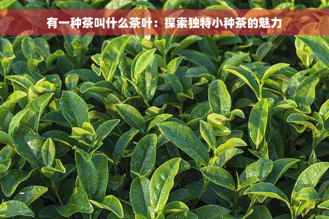 有一种茶叫什么茶叶：探索独特小种茶的魅力