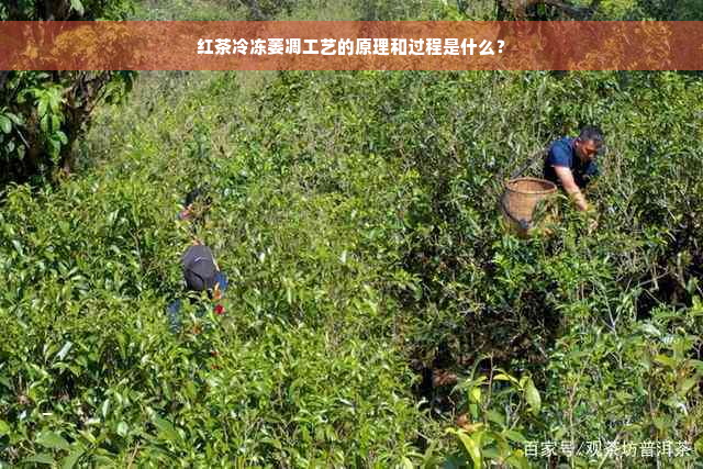 红茶冷冻萎凋工艺的原理和过程是什么？