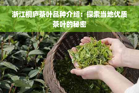 浙江桐庐茶叶品种介绍：探索当地优质茶叶的秘密