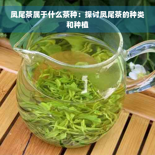 凤尾茶属于什么茶种：探讨凤尾茶的种类和种植