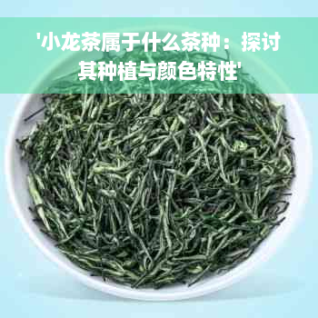 '小龙茶属于什么茶种：探讨其种植与颜色特性'