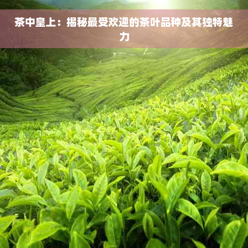 茶中皇上：揭秘更受欢迎的茶叶品种及其独特魅力