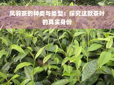 凤羽茶的种类与类型：探究这款茶叶的真实身份