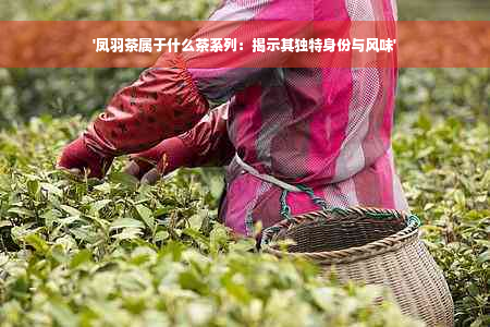 '凤羽茶属于什么茶系列：揭示其独特身份与风味'