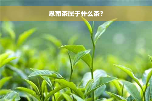 思南茶属于什么茶？