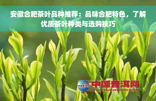 安徽合肥茶叶品种推荐：品味合肥特色，了解优质茶叶种类与选购技巧