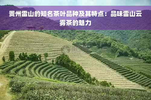 贵州雷山的知名茶叶品种及其特点：品味雷山云雾茶的魅力