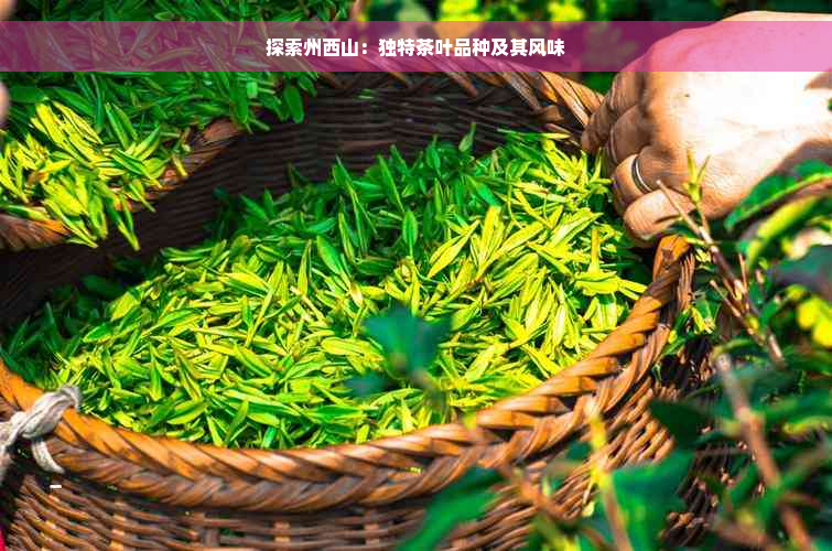 探索州西山：独特茶叶品种及其风味