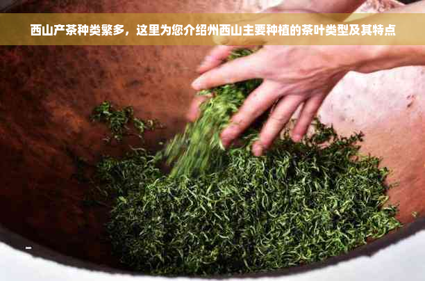 西山产茶种类繁多，这里为您介绍州西山主要种植的茶叶类型及其特点